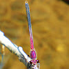 American Rubyspot damselfly