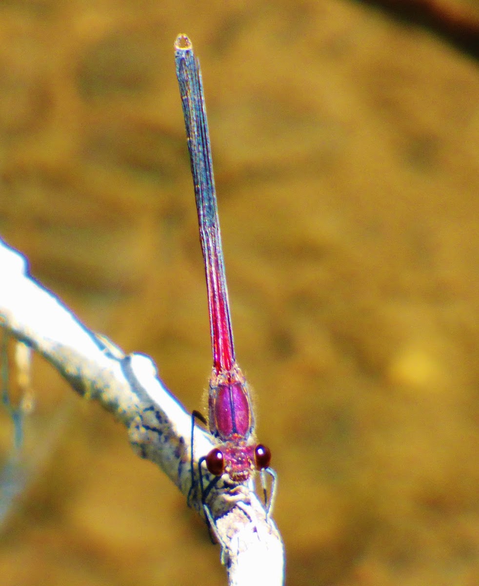 American Rubyspot damselfly