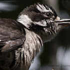 Hairy Woodpecker