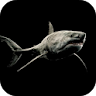 Shark 4K Video Live Wallpaper icon