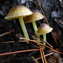 Yellowleg Bonnet