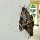 Large brown hawkmoth