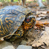 Eastern Box Turtle