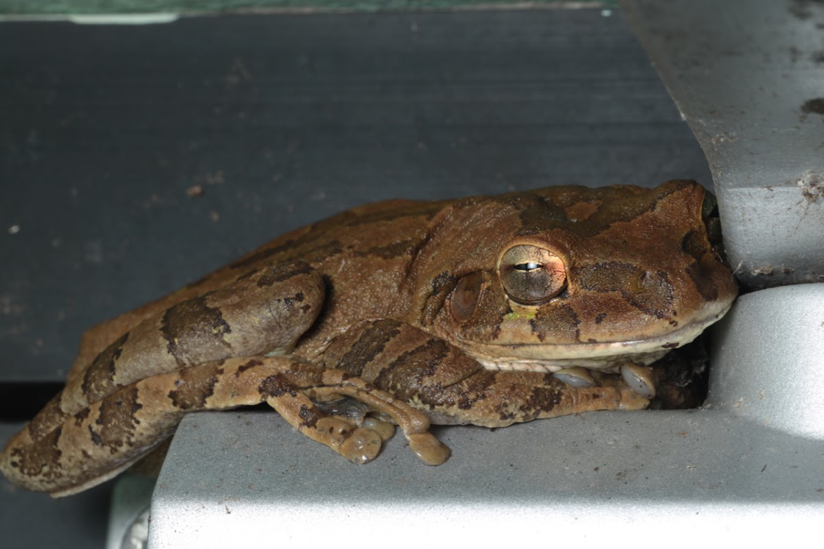 Mexican Tree Frog