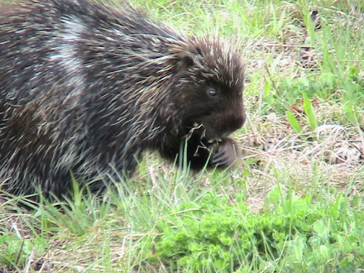 Baby Porcupines Wallpapers