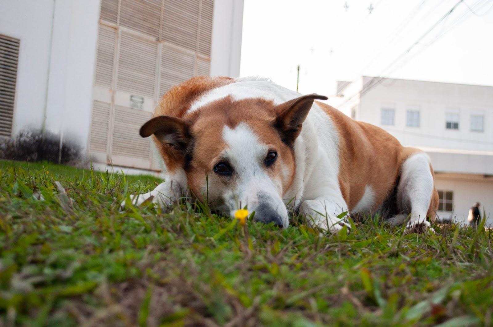 Foto horizontal e colorida de um cachorro de pelagem branca e caramelo, com os olhos escuros, e as orelhas para cima, aparece em destaque deitado com o focinho sobre a grama verde com uma pequena flor amarela desfocada em frente ao focinho; no fundo prédios brancos na lateral direita e na lateral esquerda e no meio o céu claro desfocado.