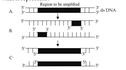 Polymerase Chain Reaction (PCR)