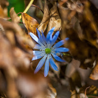 Passerà l'autunno! di 