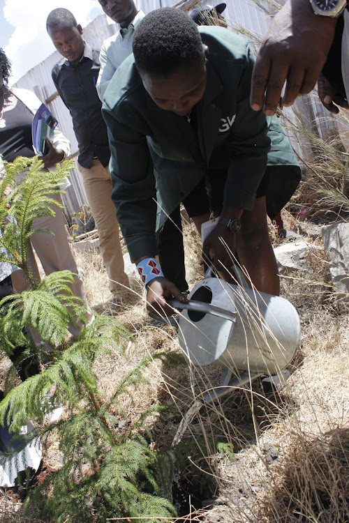 Kajiadi subcounty environment officer Nashipae Matinta waters a tree seedling