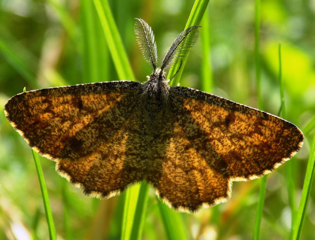 Common heath ♂