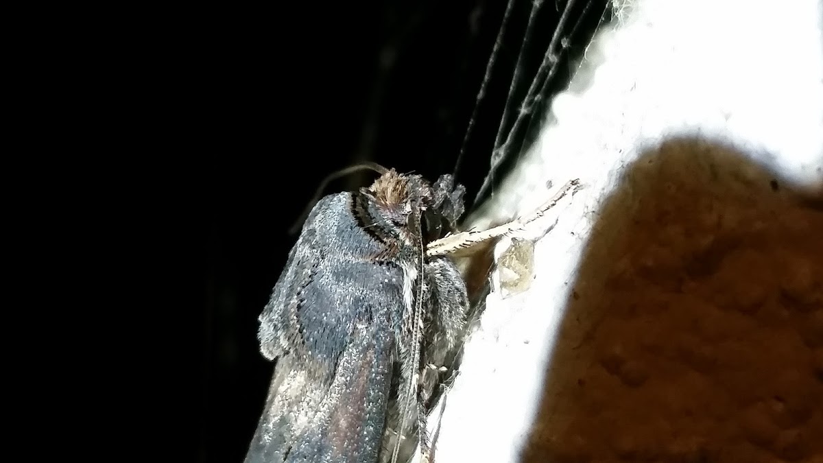 Unknown Moth