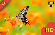 Aesthetic Butterfly Wallpapers New Tab small promo image