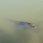 American Alligator