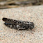 Red-winged Grasshopper