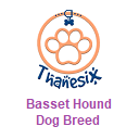 Basset Hound Dog Breed - Thanesix.com