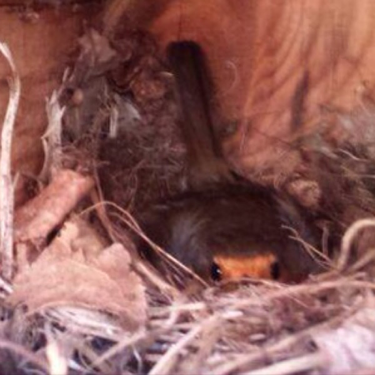 European Robin (Dutch name: Roodborst)