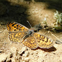 Lesser Spotted Fritillary