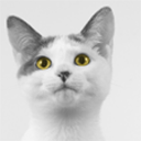 Aida Cat With Yellow Eyes Chrome extension download