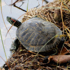 Red-Eared Slider