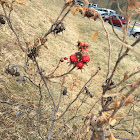 rose hips