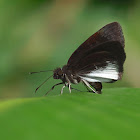 Fridericus Spreadwing / Geyer's Zera