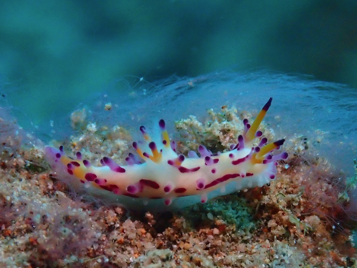 Hairy Norse God Nudibranch