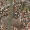 White Tailed Deer