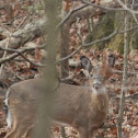 White Tailed Deer