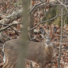 White Tailed Deer