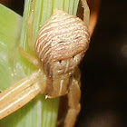 Grass Crab Spider