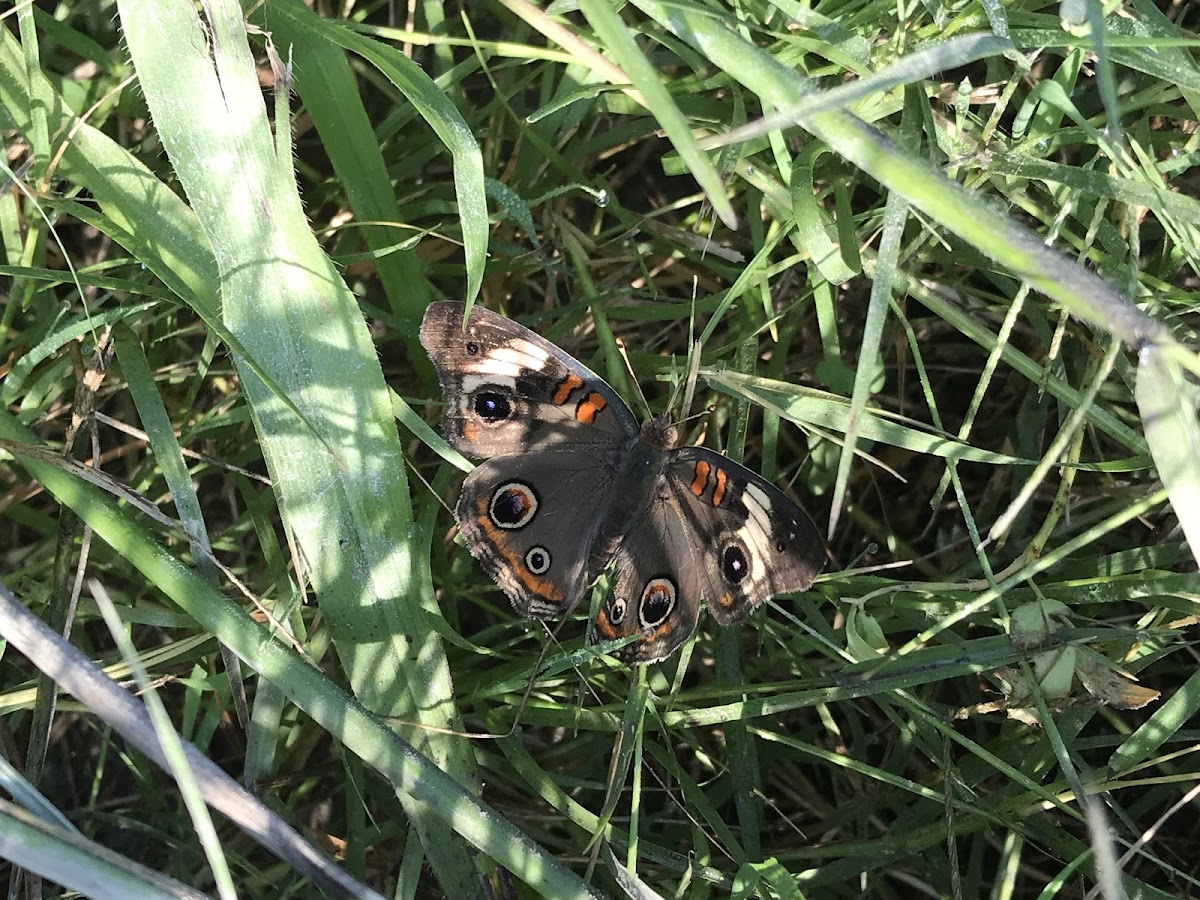 Common Buckeye