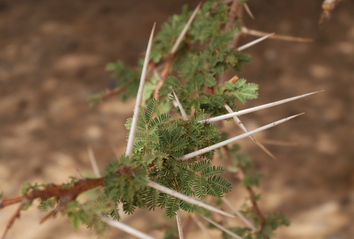 Acacia