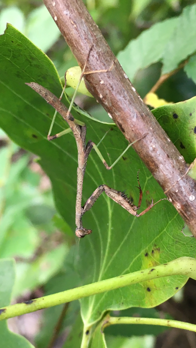 Carolina Mantis