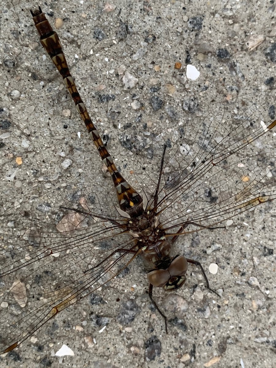 Tapered-Tail Darner