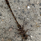 Tapered-Tail Darner