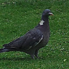 Common wood dove