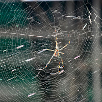 Spider in Guatemala di 