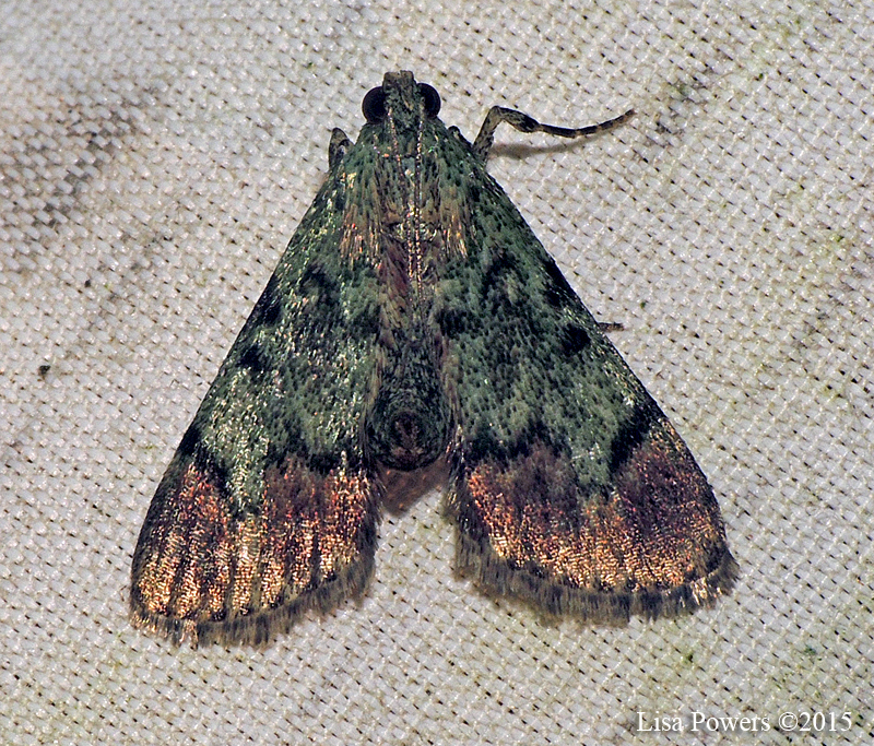 Dimorphic Macalla Moth