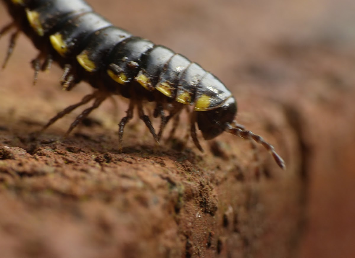 millipede