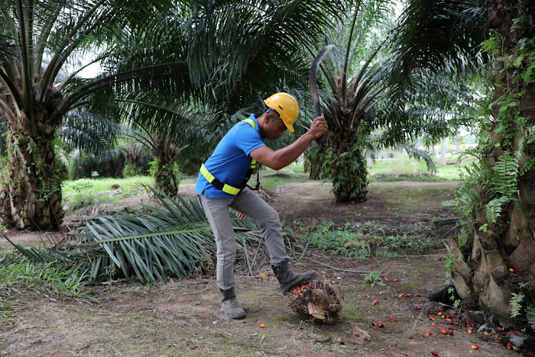 A plantation worker collects palm oil fruits at a plantation in Pulau Carey, Malaysia. Picture: REUTERS/LIM HUEY TENG