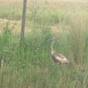 Sandhill crane