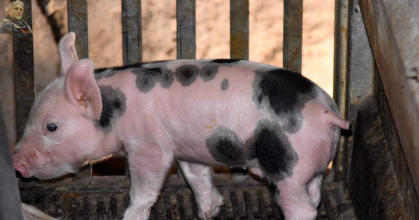 2019-08-04 Azienda Agricola Bianco e Panificio Mistretta a Santa Ninfa (TP)