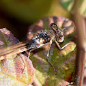 Winter Damselfly