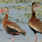 Black-bellied Whistling Duck