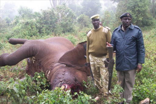 Imenti North OCPD Tom Odero(r) and KWS warden Joshphat Erupe with the recovered rifle stand near the dead elephant alongside the killed poacher in Imenti Forest in July 2012. Photo/File