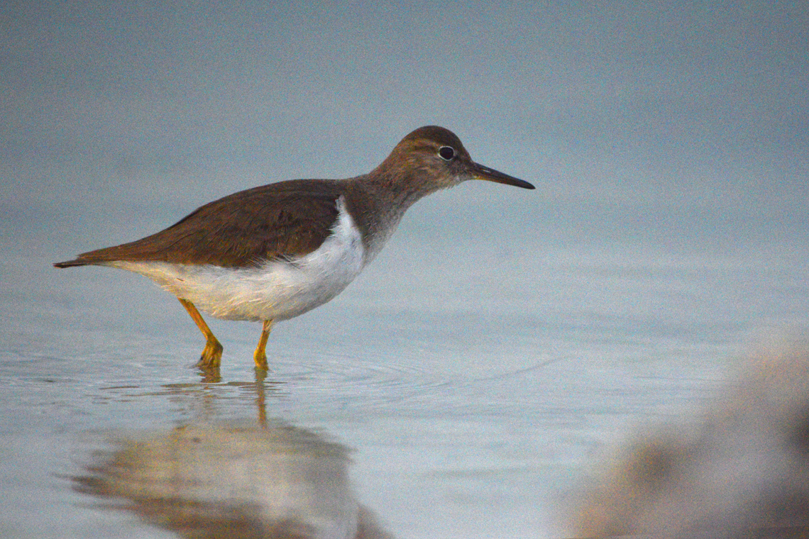 Spotted Sandpiper