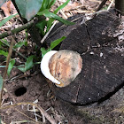 Fungus