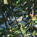 Red-eyed Vireo