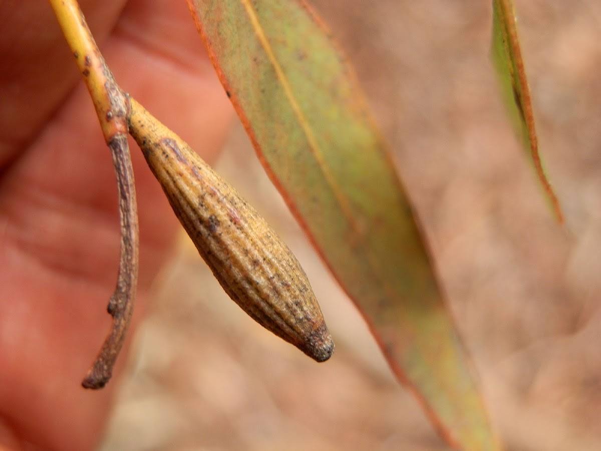 Eucalyptus Gall