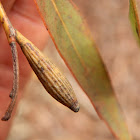 Eucalyptus Gall